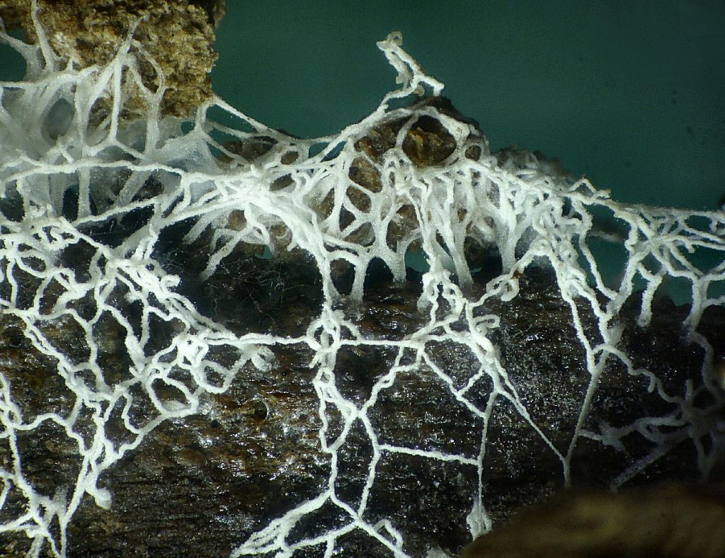 Ceratiomyxa fruticulosa